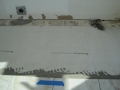 IMG_0221 IMG_0221